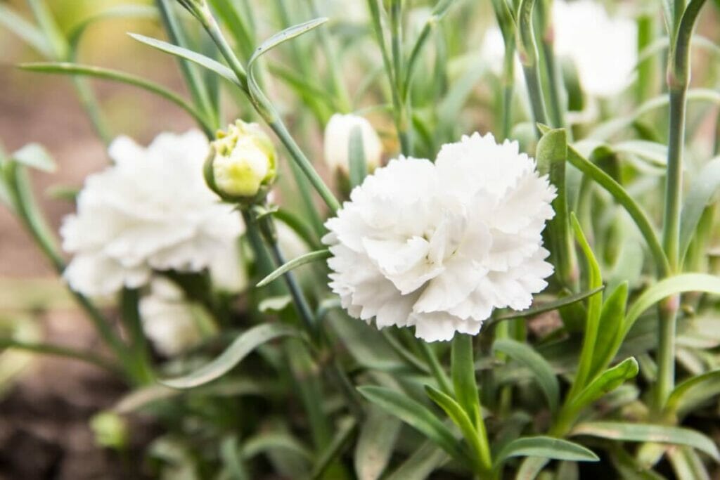 Carnations are popular types of masculine flowers