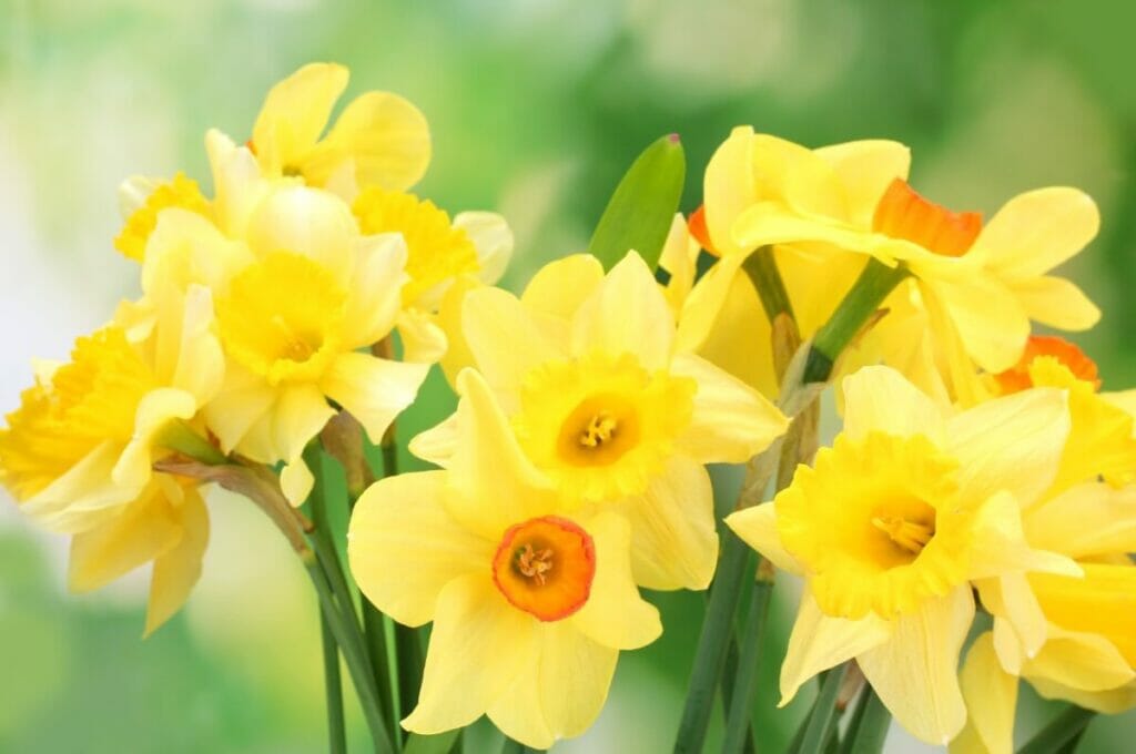 Daffodil flowers are a bright and uplifting floral gift for your girlfriend