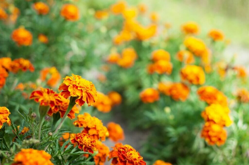 Do Marigolds Affect Allergies?