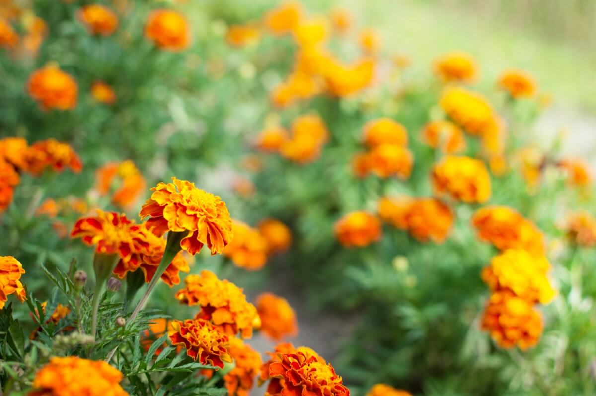 Are Marigolds Toxic to Humans, Pets, and Other Animals? Petal Republic