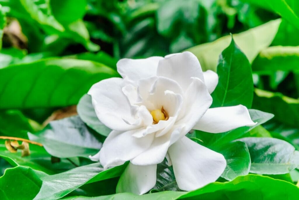 Gardenia flowers are fragrant floral option for first date flowers
