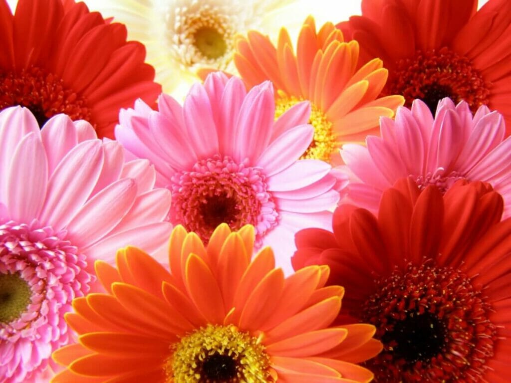 Gerbera daisies are great to gift to guys