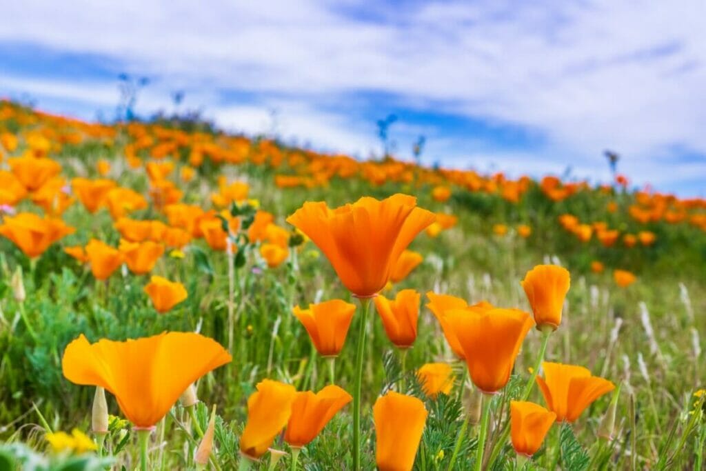 Hanakotoba Meaning for Orange Poppies