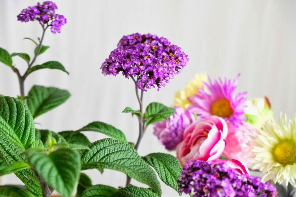 Heliotrope flowers symbolize eternal love and make an excellent floral gift for girlfriends