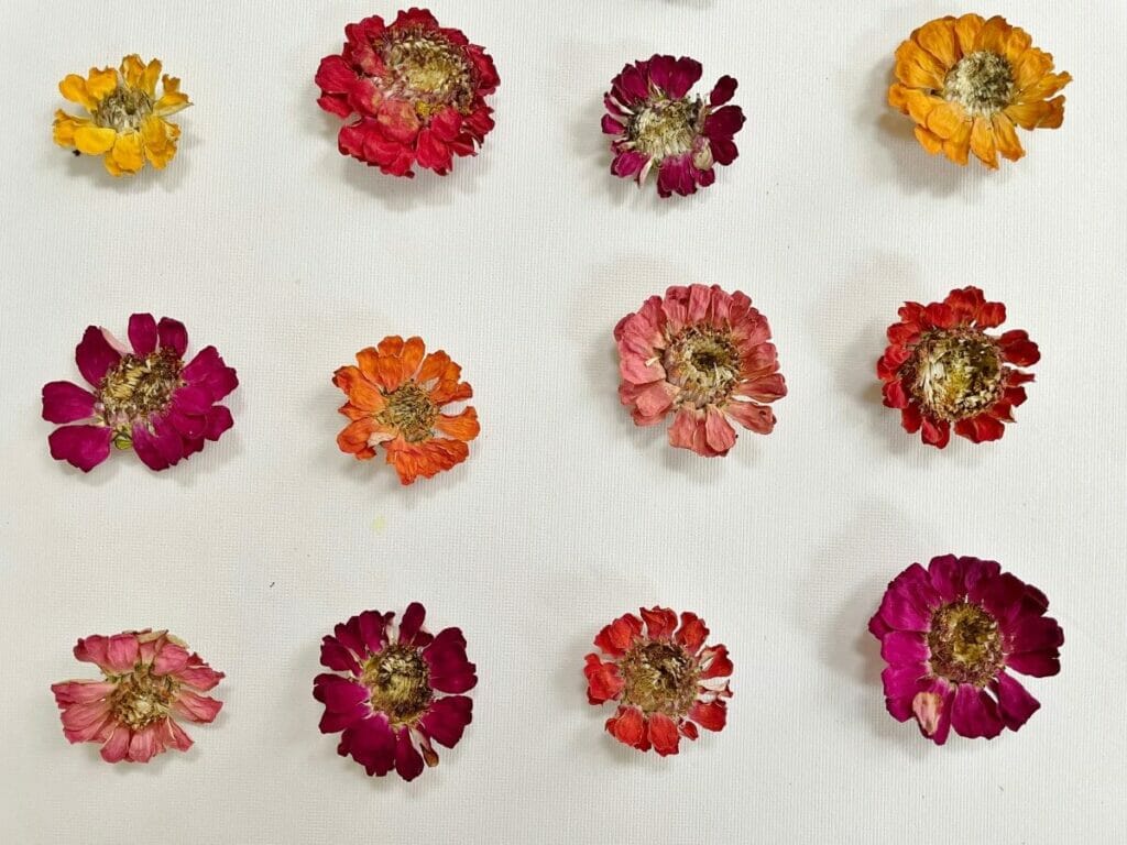 How Do You Preserve or Dry Cut Zinnias?
