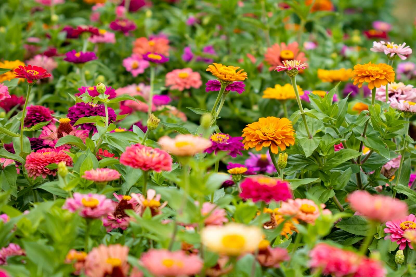 How to Dry and Preserve Zinnia Flowers