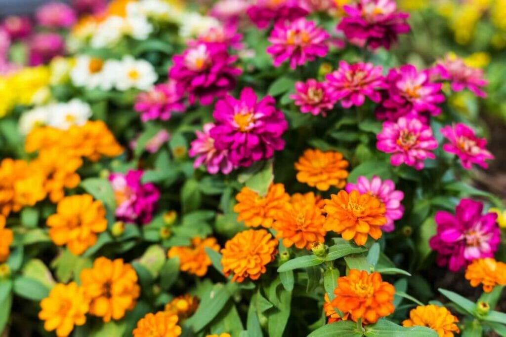 How to Extend the Zinnia Season
