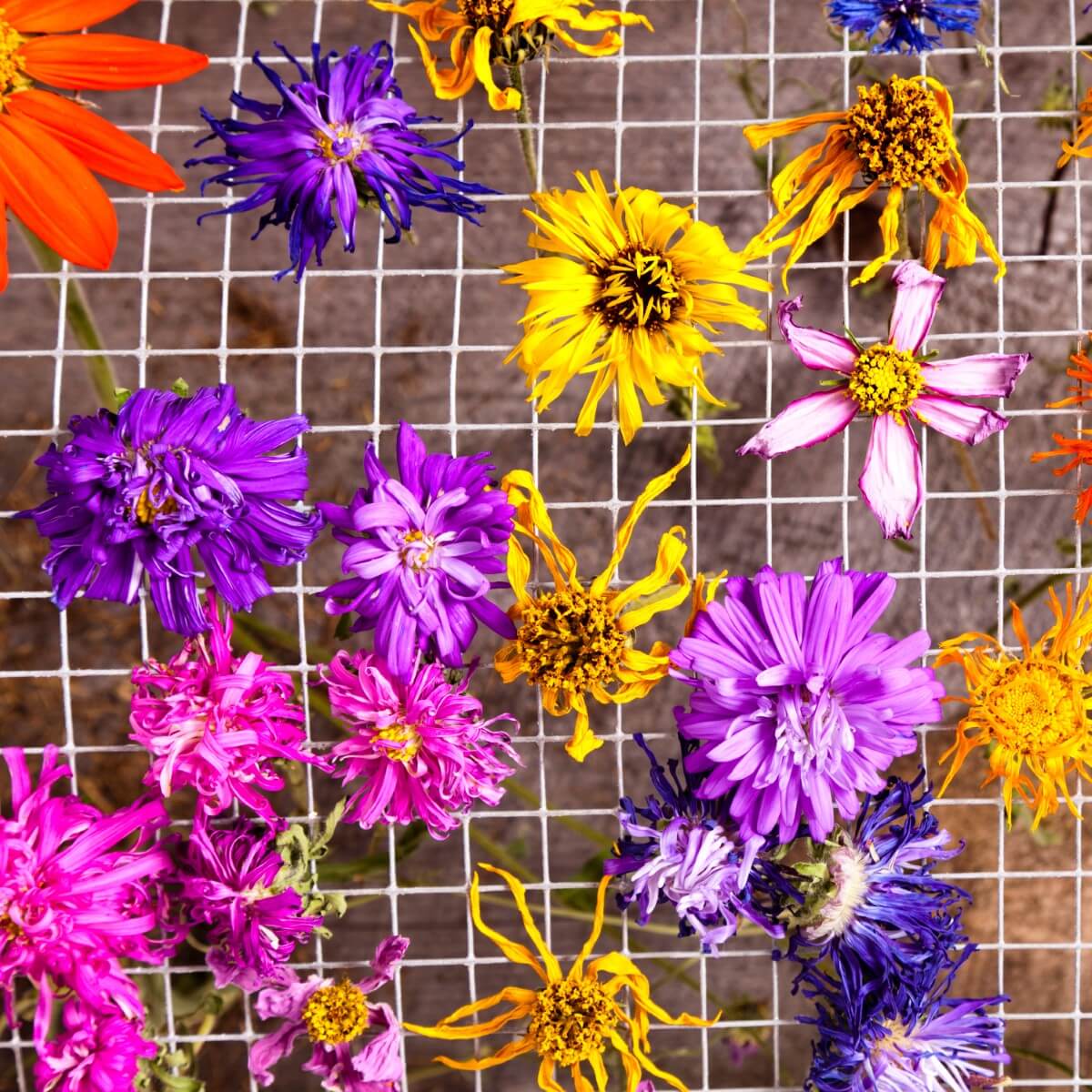 How to Dry and Preserve Zinnia Flowers Petal Republic