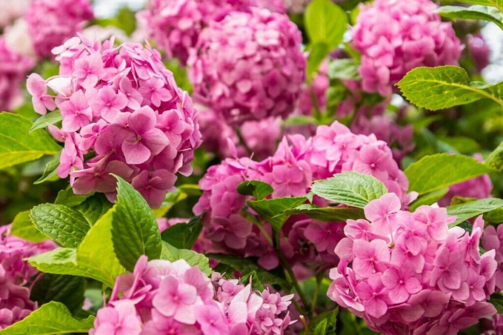 Hydrangeas are a lovely choice for first date bouquets