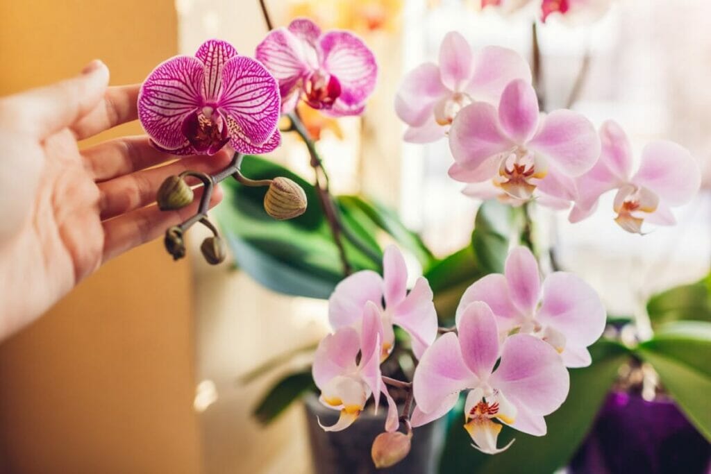 Orchids