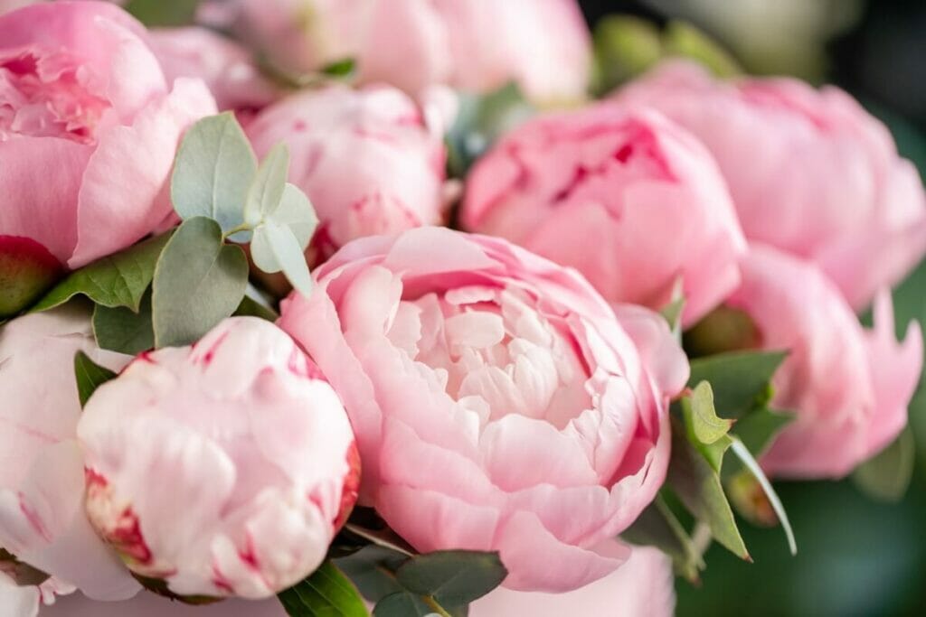 Peonies make excellent bouquets for girlfriends