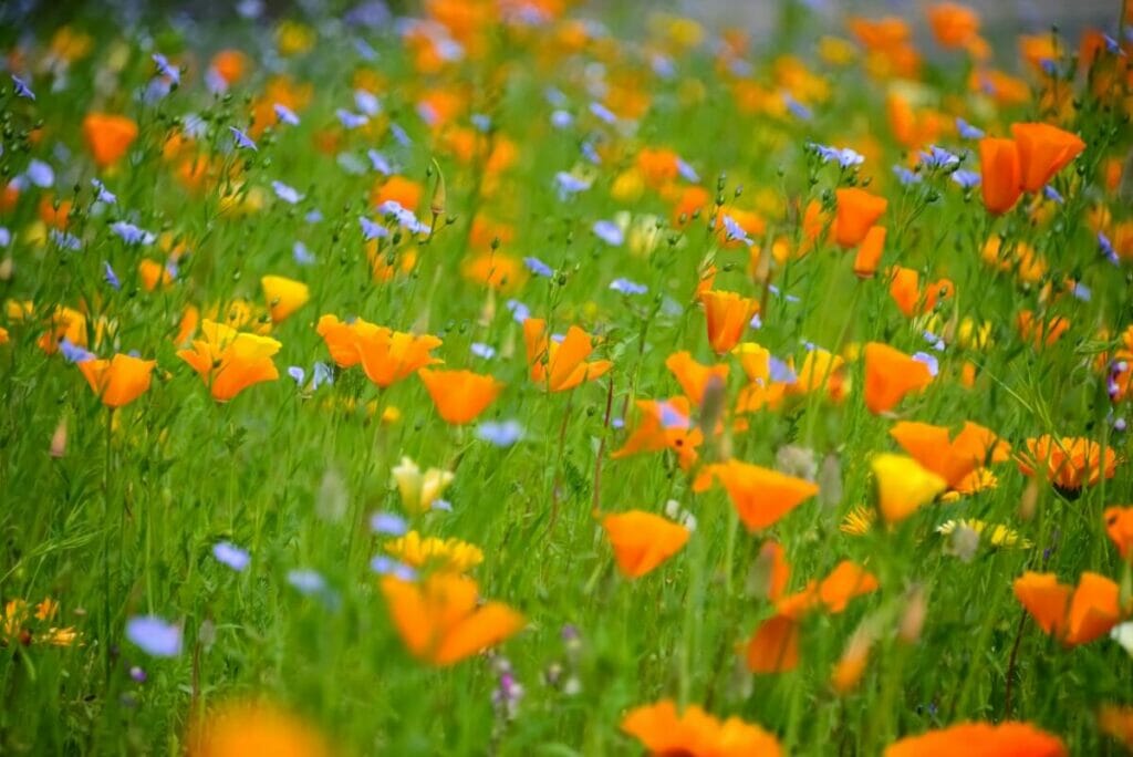 Poppy in Victorian Language of Flowers