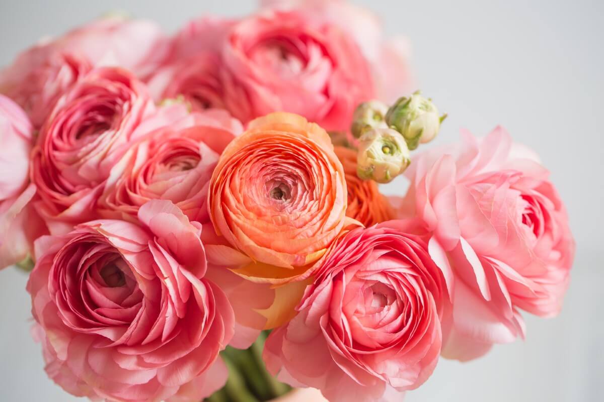 14 Best Types of Flowers to Gift on A First Date Petal Republic