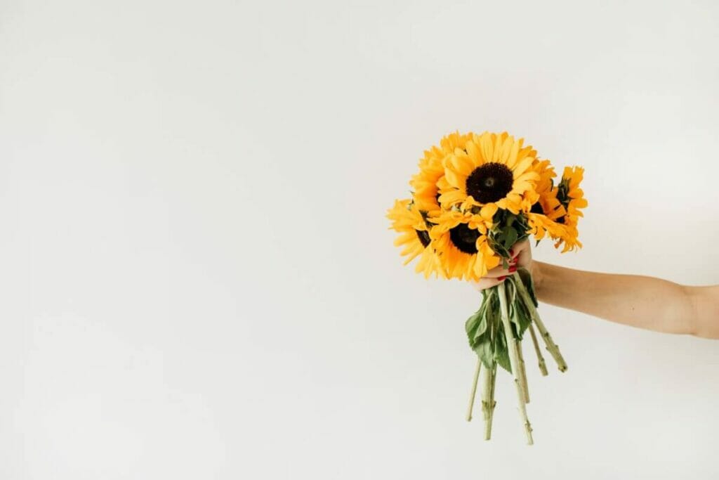 Sunflowers for first dates