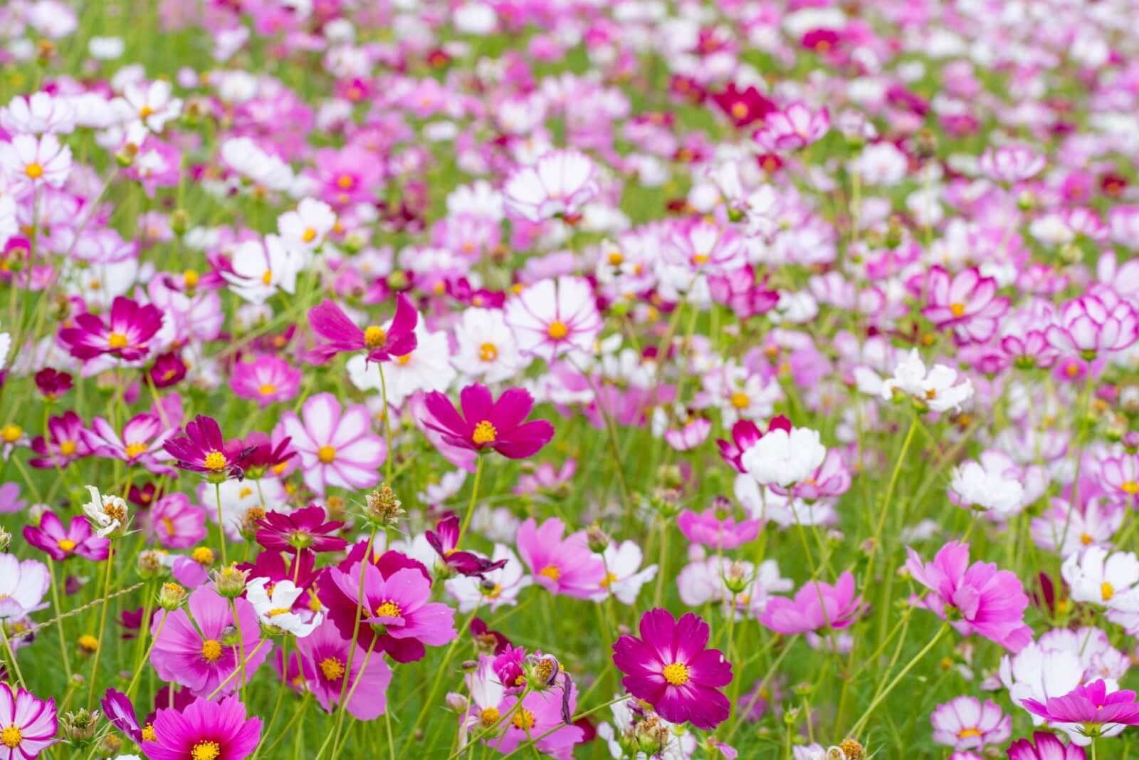 The Best Soil For Cosmos Flowers (Essential Guide)