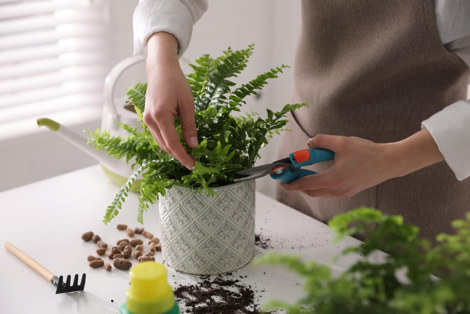 Pruning and Trimming