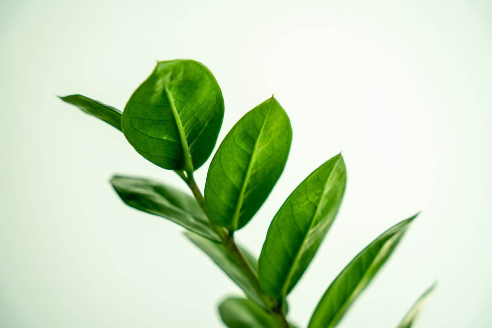 ZZ Plant Meaning and Symbolism (Essential Guide)