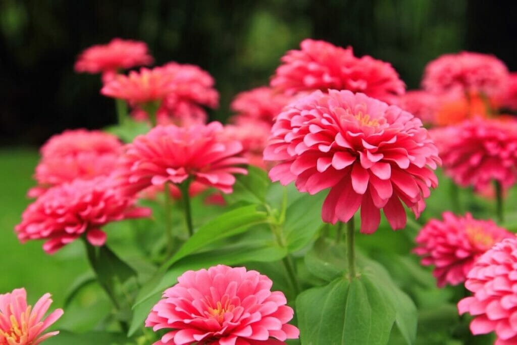 Zinnias make a beautiful option for first date flowers