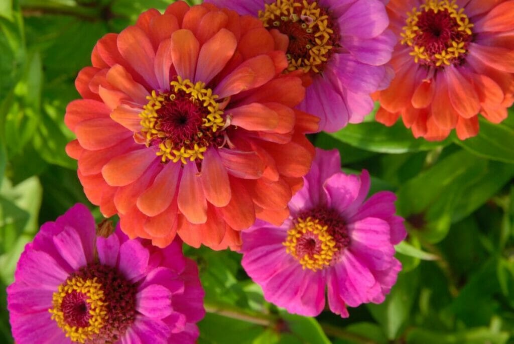 Zinnias Make Wonderfully Symbolic Gifts