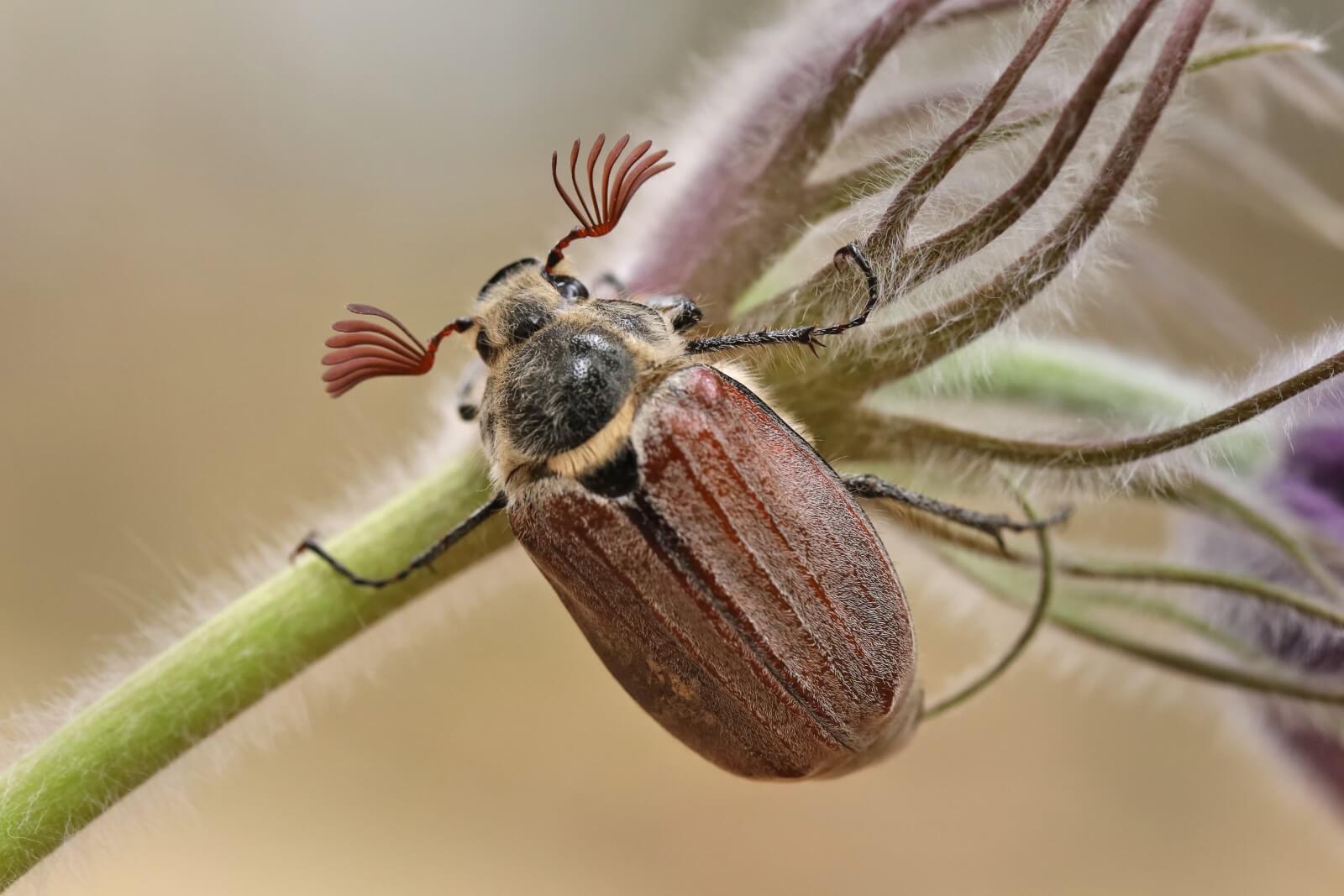 10 Common Anemone Pests, Bugs, and Diseases