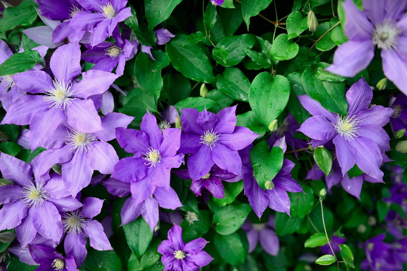 11 Common Clematis Pests, Bugs, and Diseases
