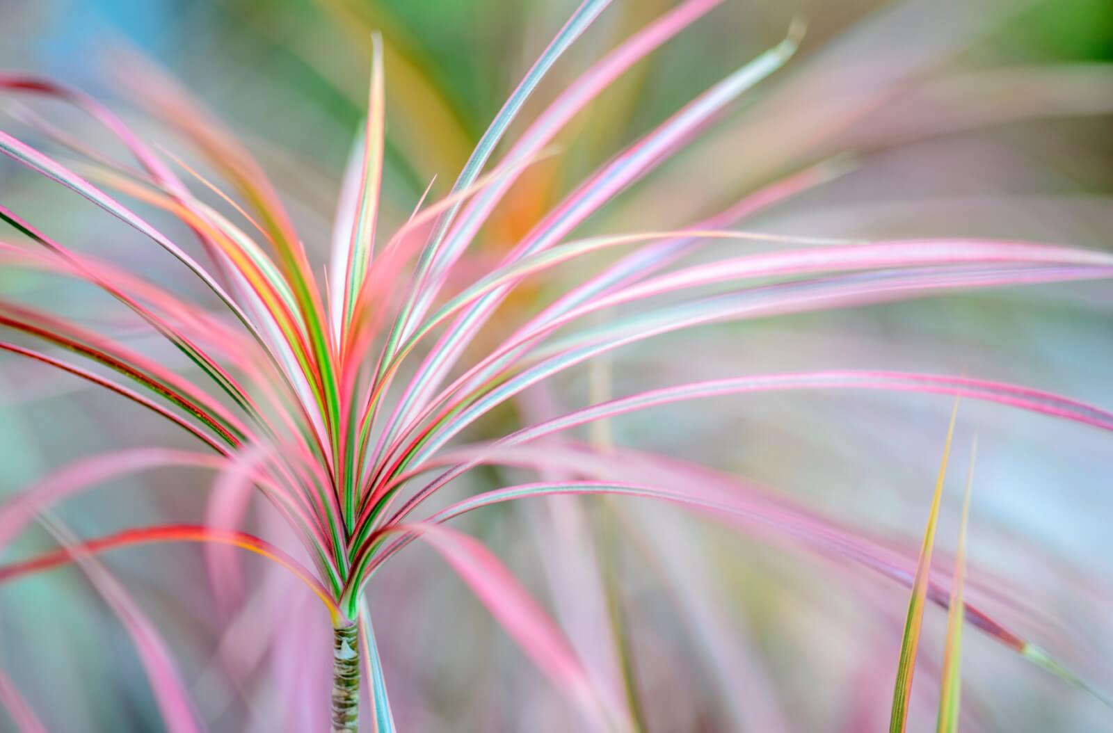 12 Amazing Benefits of Dracaena Marginata Plant