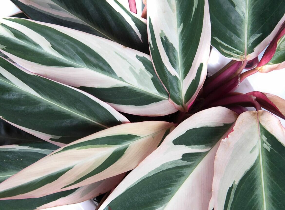 23 Amazing Plants With Pink and Green Leaves Petal Republic