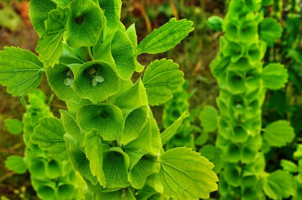 About Bells of Ireland Flowers