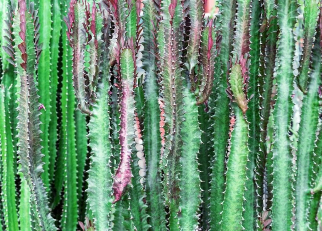 African Milk Tree (Euphorbia trigona)