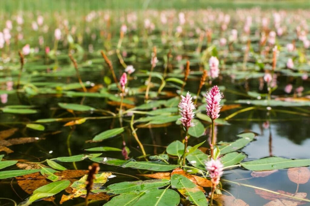 Amphibious Bistort (Persicaria amphibia) growing in water displaying thick stems with elongated, oblong leaves and clusters of tiny pink flowers.
