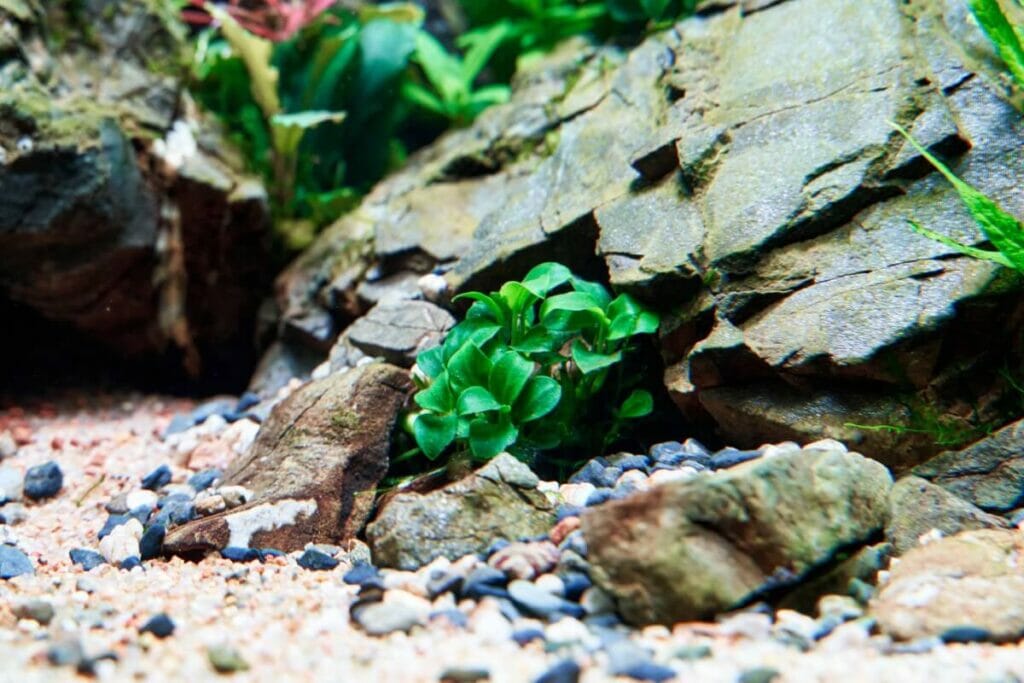 Green Anubias plants growing around rocks in an aquarium
