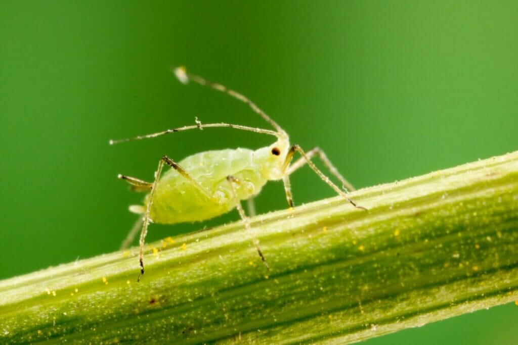 Aphids