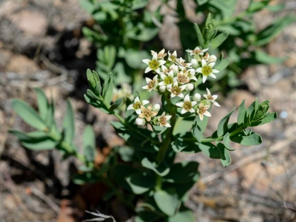 Bastard Toadflax (Comandra umbellata)