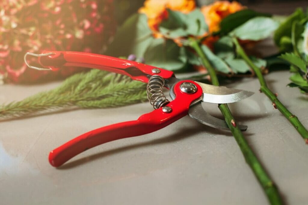 Best Tools for Cutting Cosmos Flowers