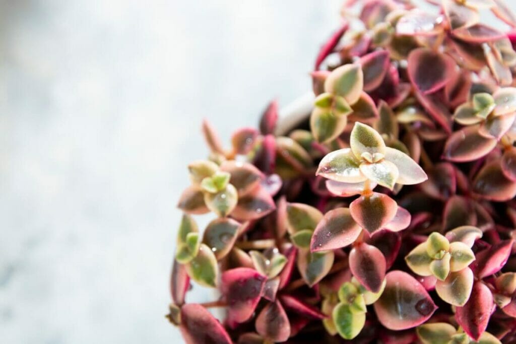 Calico Cat Plant (Crassula pellucida 'Variegata') plant with pink and green leaves.