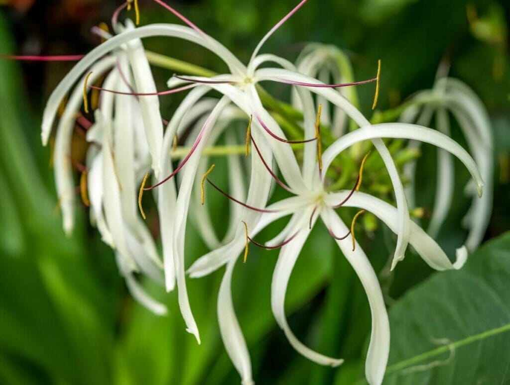 Caribbean Spider Lily (Hymenocallis caribaea) flowers in bloom displaying long thing petals