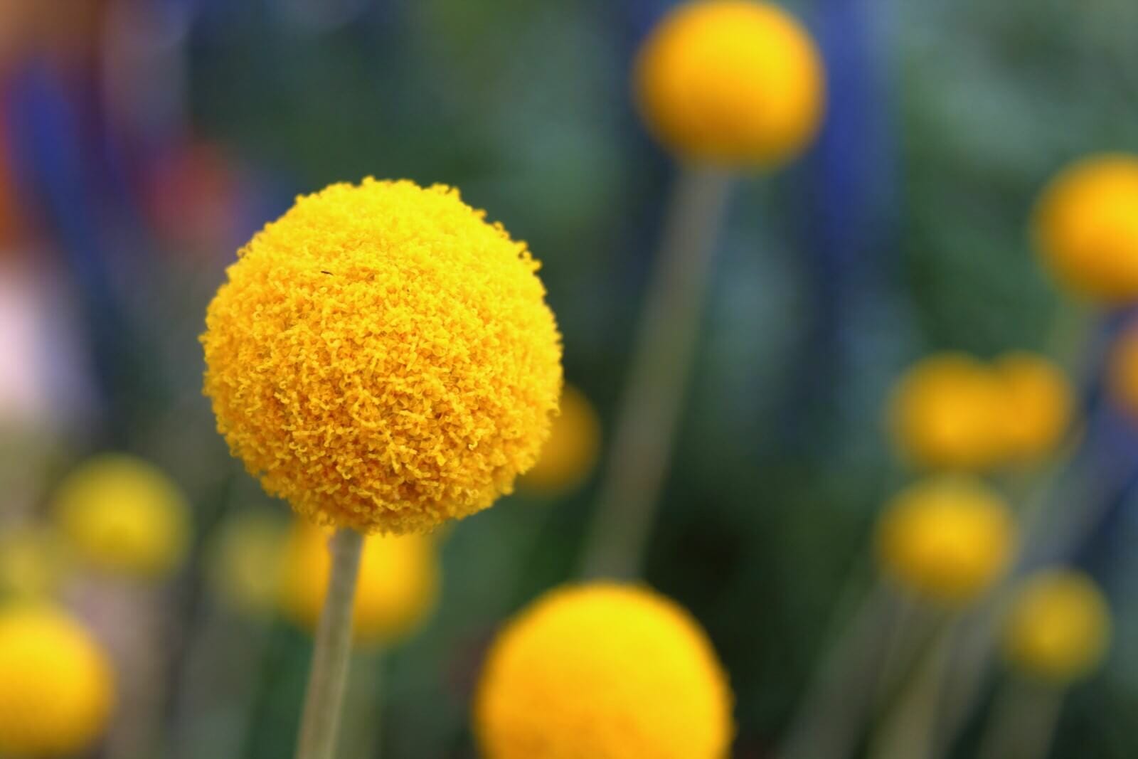 Craspedia Flower Meaning in the Language of Flowers