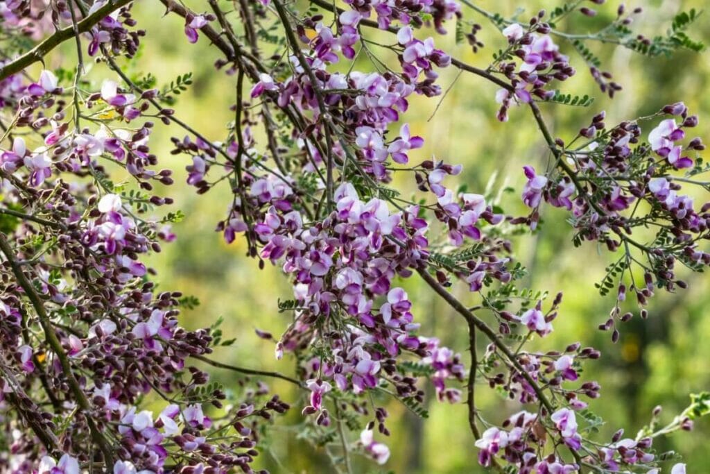 Desert Ironwood Plant (Olneya tesota)