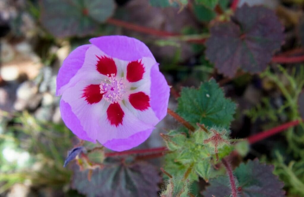 Desert fivespot (Eremalche rotundifolia) are popular types of desert plants
