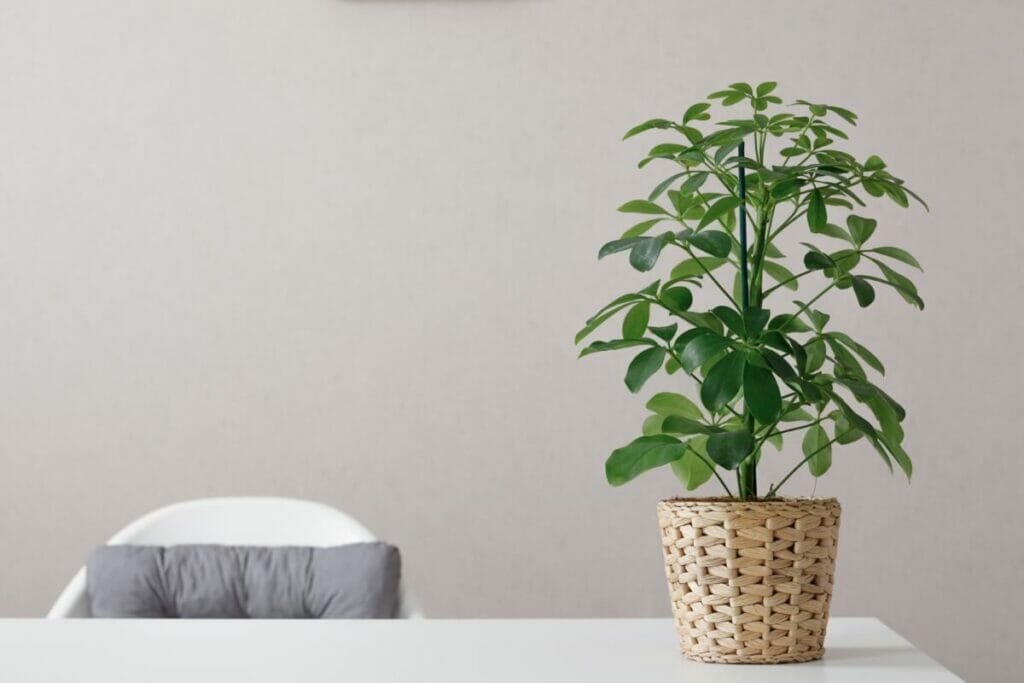 Essential Schefflera Plant Care