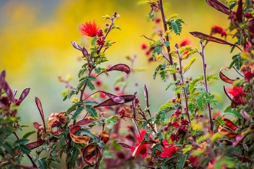 Fairy Duster (Calliandra eriophylla) are popular types of desert plants