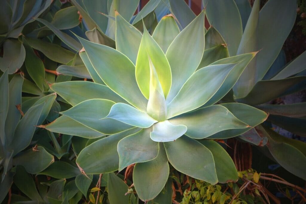 Fox Tail Agave (Agave attenuata) are popular types of desert plants