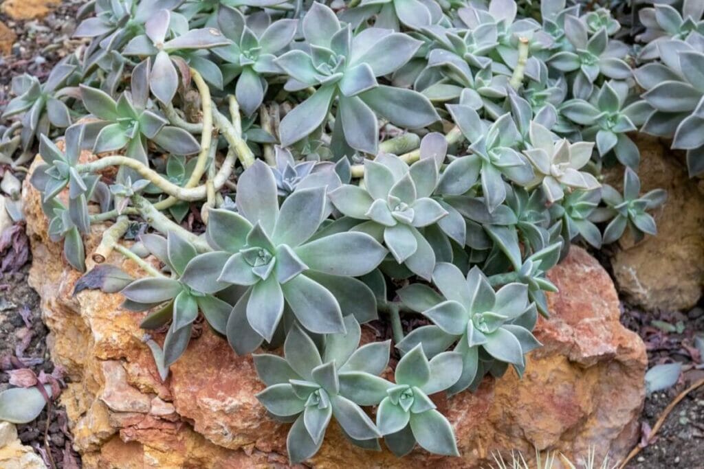 Ghost Plant (Graptopetalum paraguayense) are popular types of desert plants