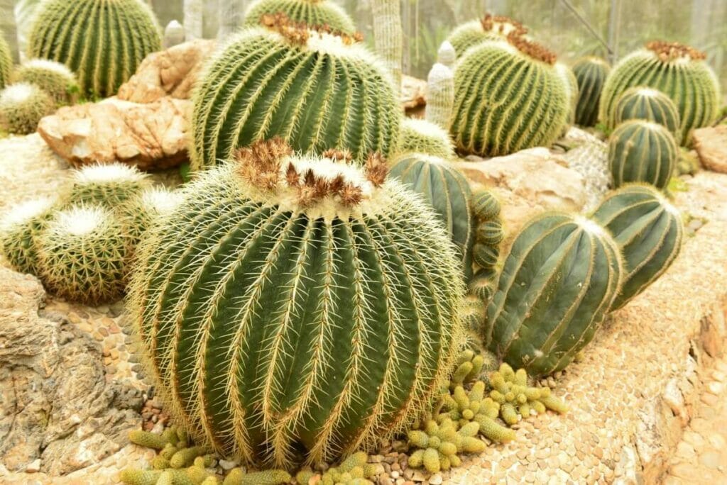 Golden Barrel Cactus (Echinocactus grusonii)