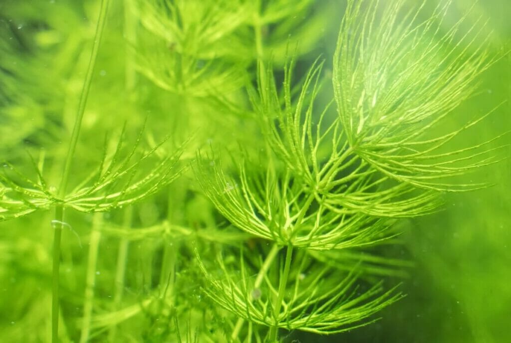 Aquatic Hornwort (Ceratophyllum demersum) plants displaying thick green stems that give way to wispy leaves.