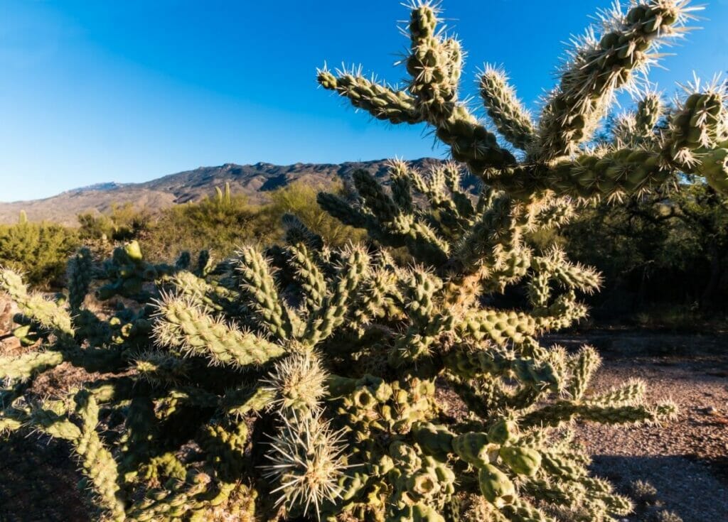 Jumping Cholla (Cylindropuntia fulgida)