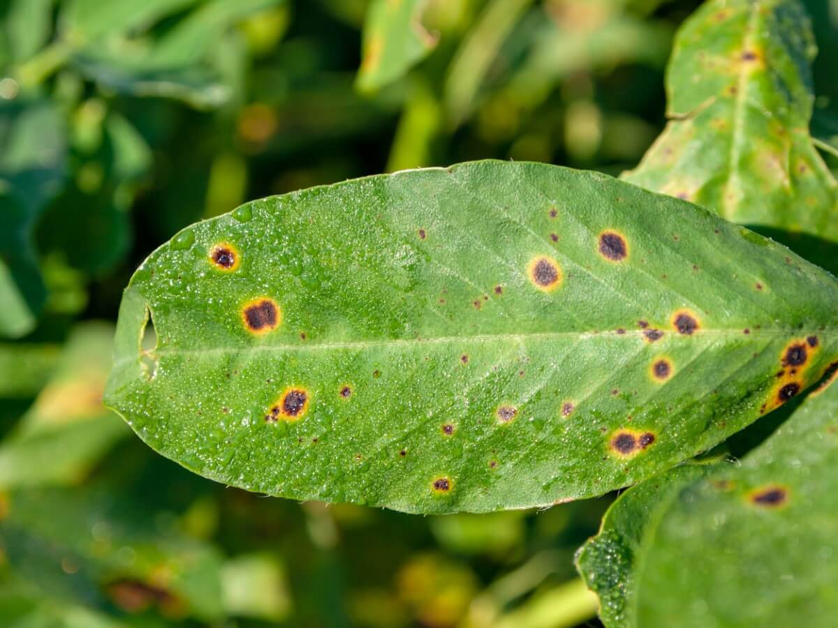 Clematis Care Identifying and Managing 11 Common Pests, Bugs, and