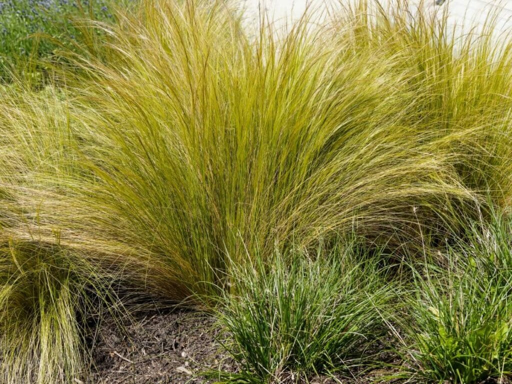 Mexican Thread Grass (Stipa tenuissima)