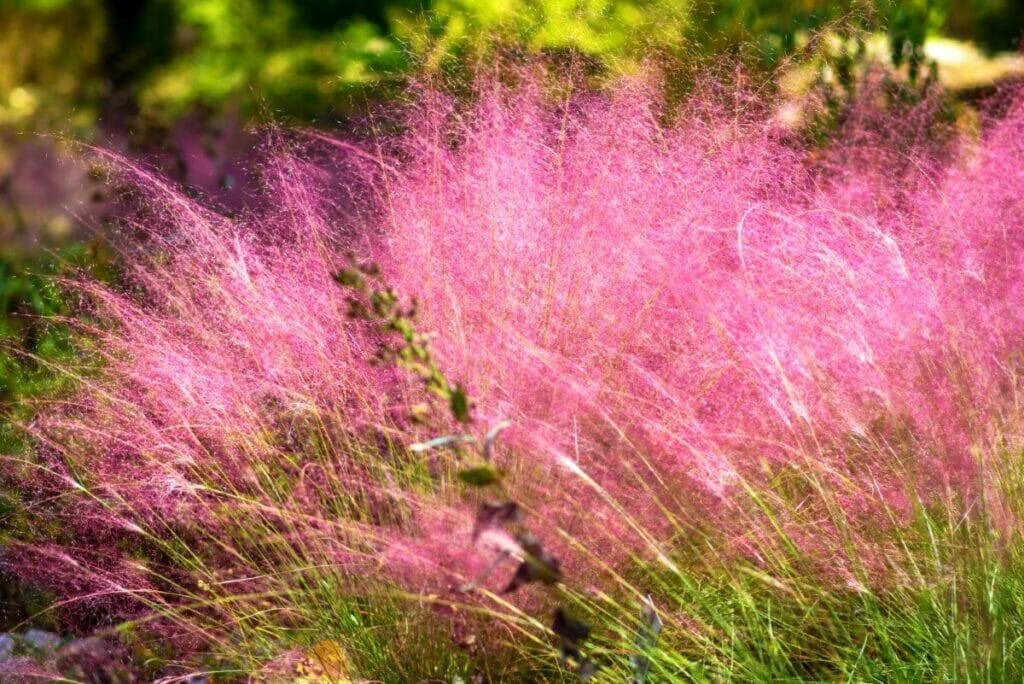 Muhly grass (Muhlenbergia capillaris) are popular types of desert plants