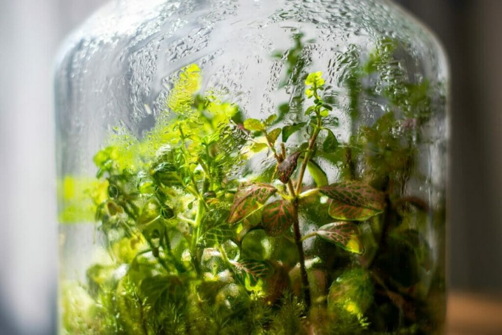 Nerve Plants Are Perfect For Terrariums